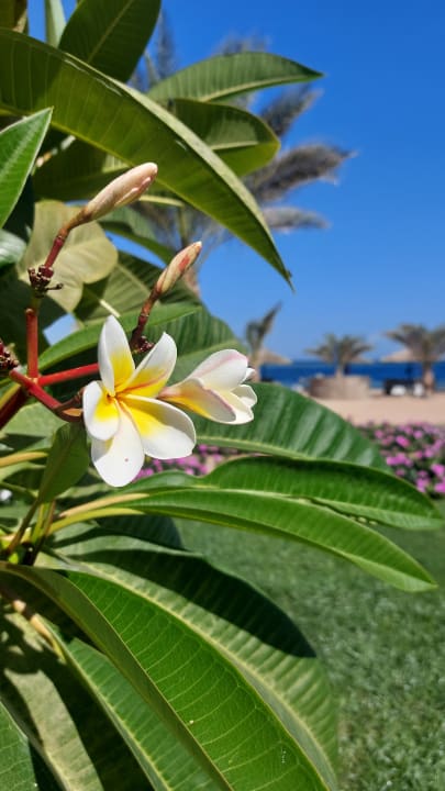 Gartenanlage Coral Sun Beach