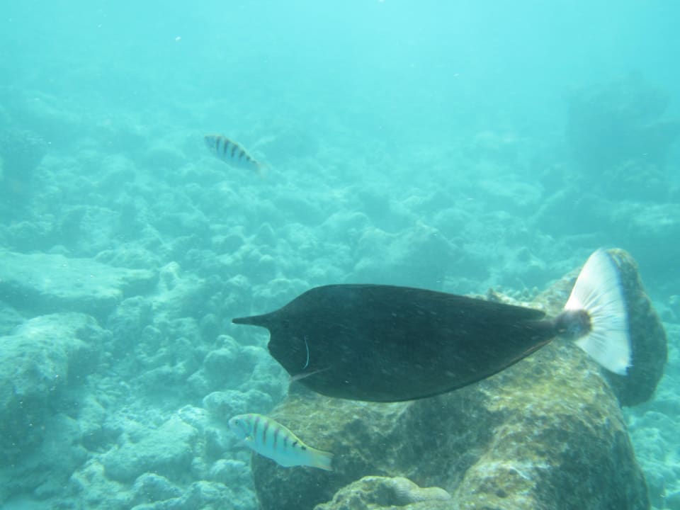 Fisch Kuramathi Maldives