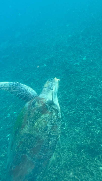 Strand Hotel Taatoh Seaview Resort