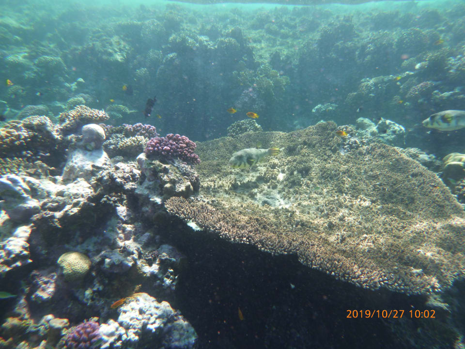 Strand Coral Sun Beach