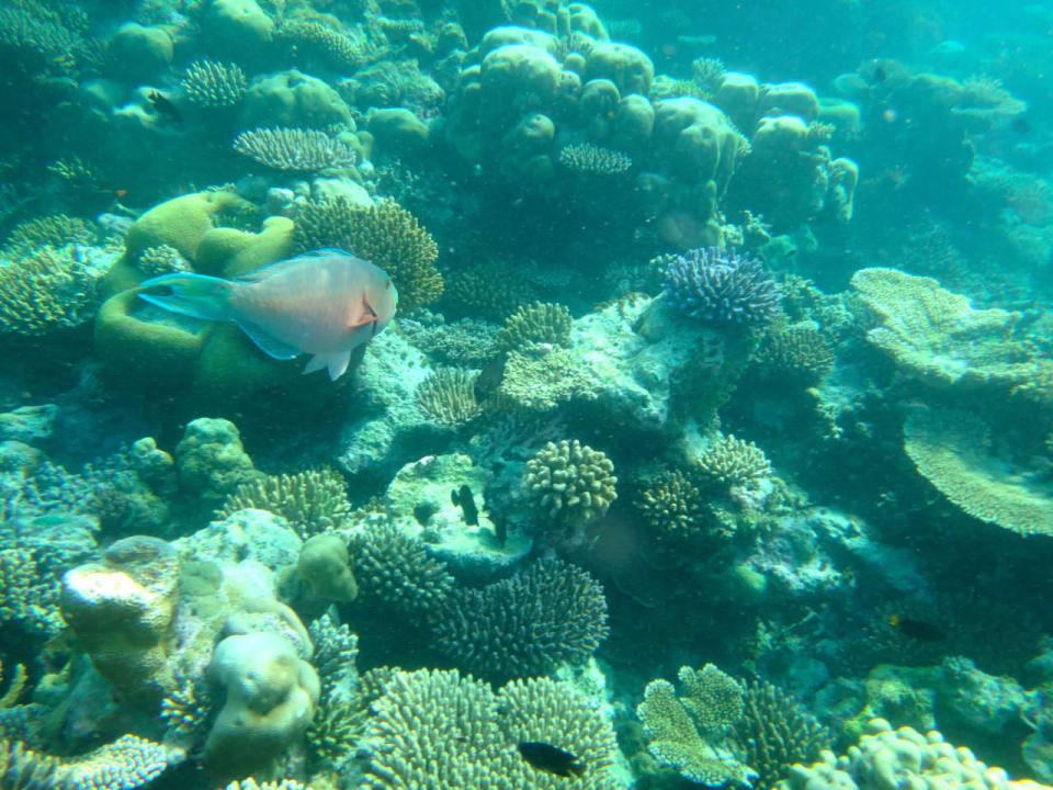 Unterwasserwelt Cinnamon Hakuraa Huraa Maldives