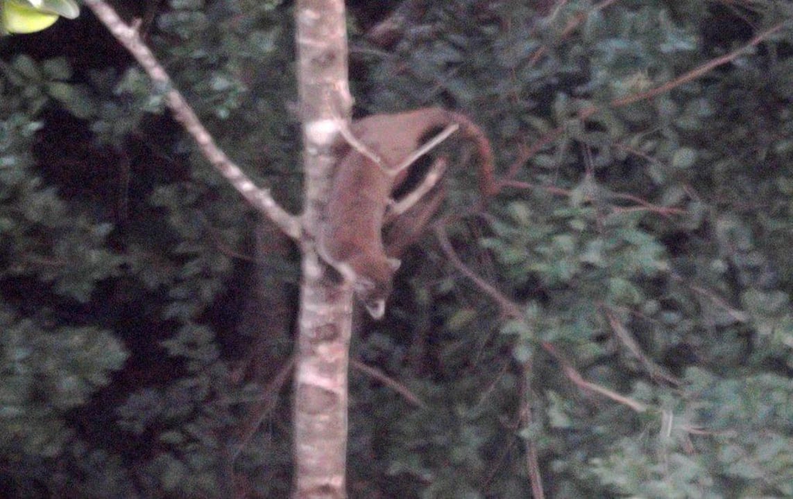 Tierwelt Catalonia Royal Tulum Beach & Spa Resort - Adults only