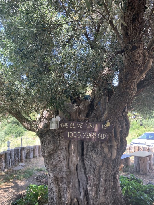 Gartenanlage Hotel Apollon