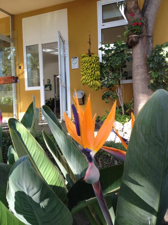 Gartenanlage Hotel Tigaiga
