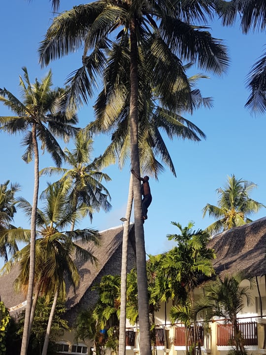 Gartenanlage Bahari Beach Hotel