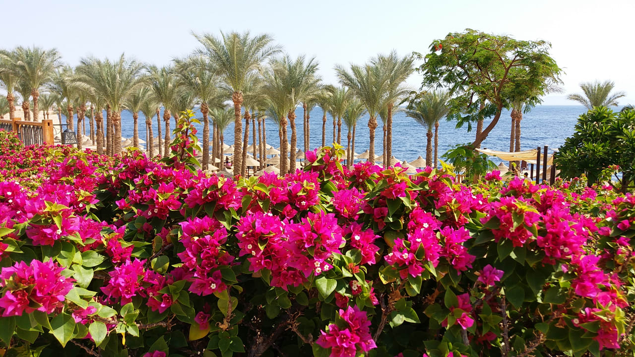 Gartenanlage The Grand Hotel Sharm El Sheikh