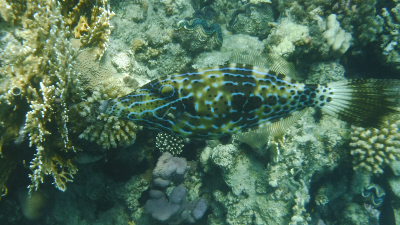 Sport & Freizeit Malikia Resort Abu Dabbab