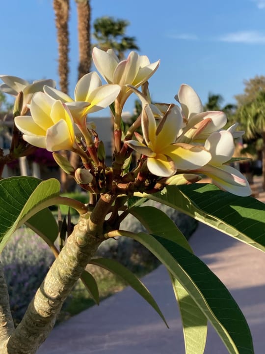 Gartenanlage Lotus Bay Beach Resort