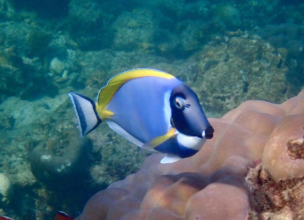 Sport & Freizeit NH Collection Maldives Reethi Resort