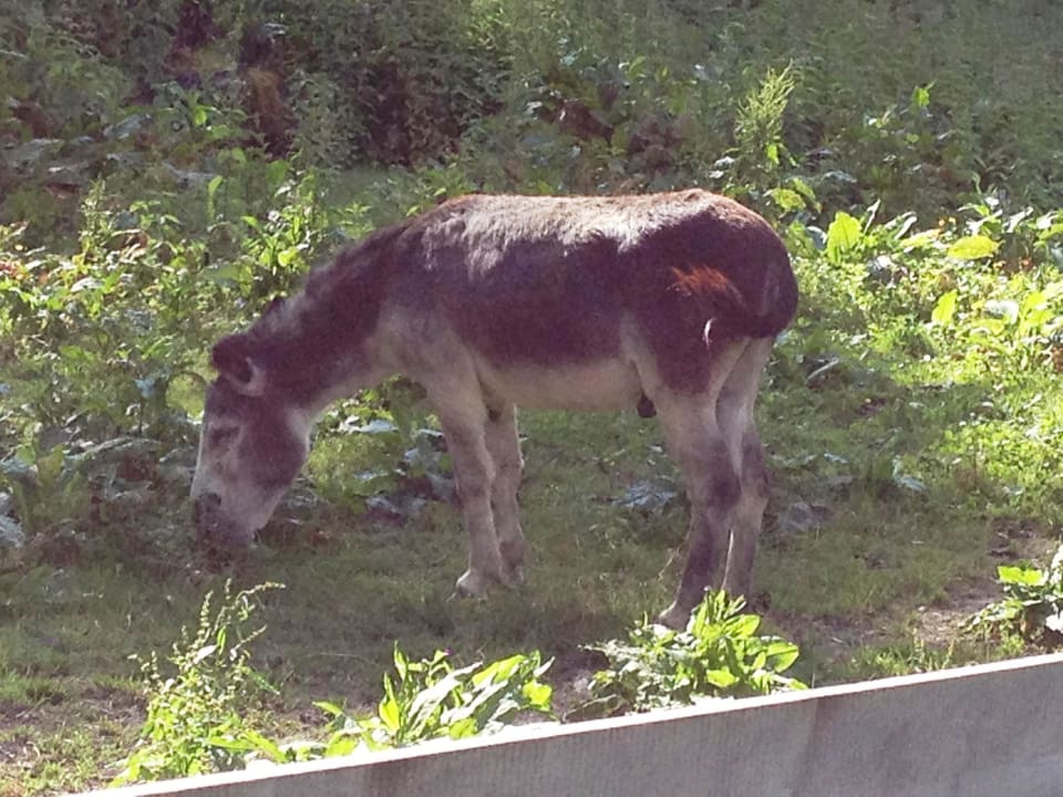 Streichelzoo - Carlos der Esel Hotel Stadt Wien