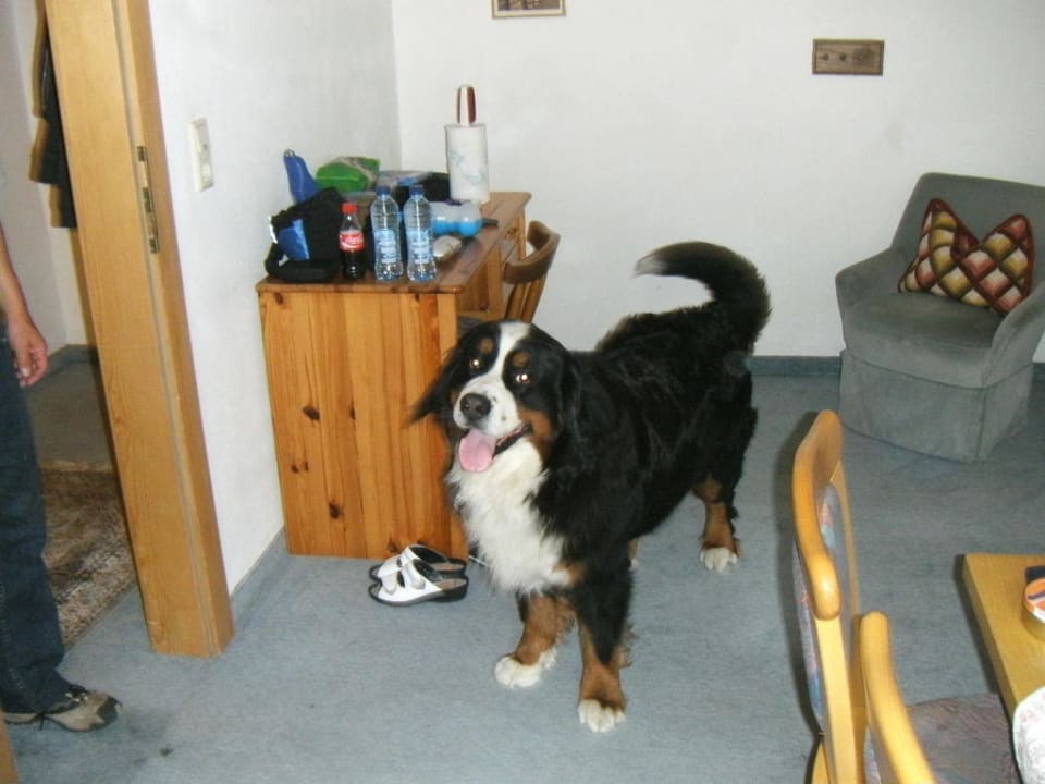 Our dog Hotel Waldhof