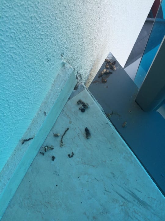 Balkon  Hotel Calypso Beach