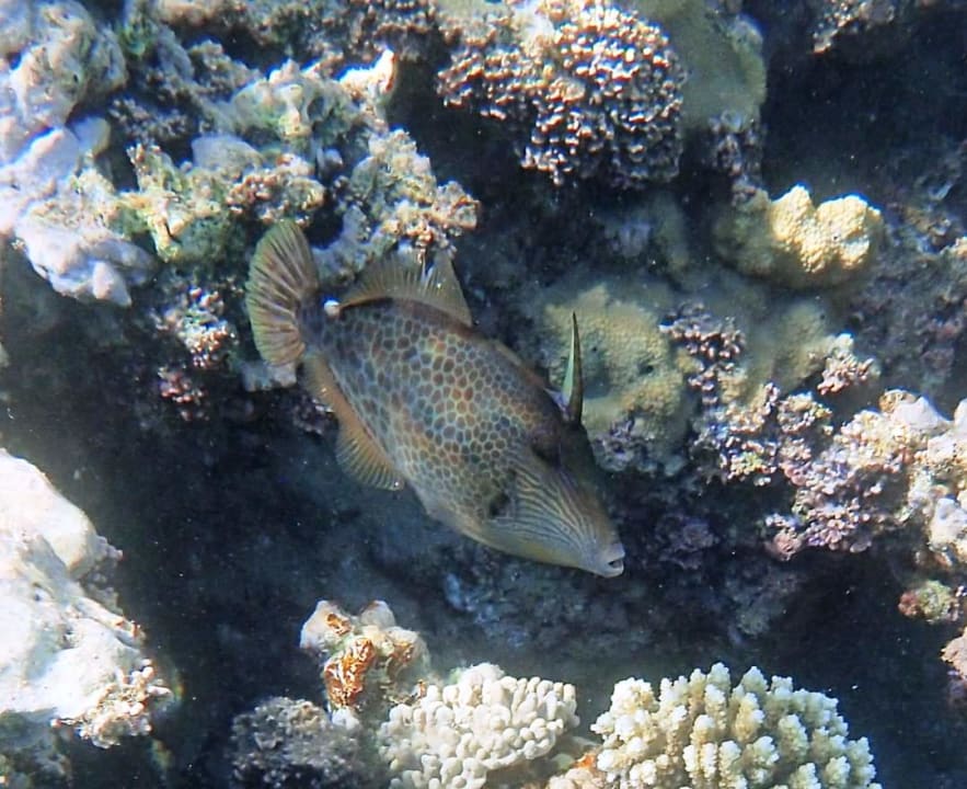 Sport & Freizeit Stella Beach Resort & Spa Makadi Bay