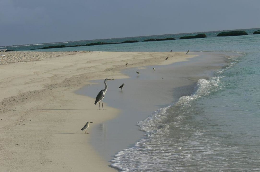 Fischer unter sich Summer Island Maldives