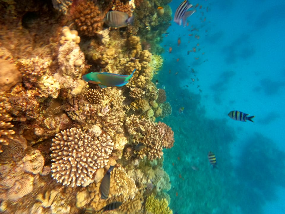 Sport & Freizeit ROBINSON SOMA BAY