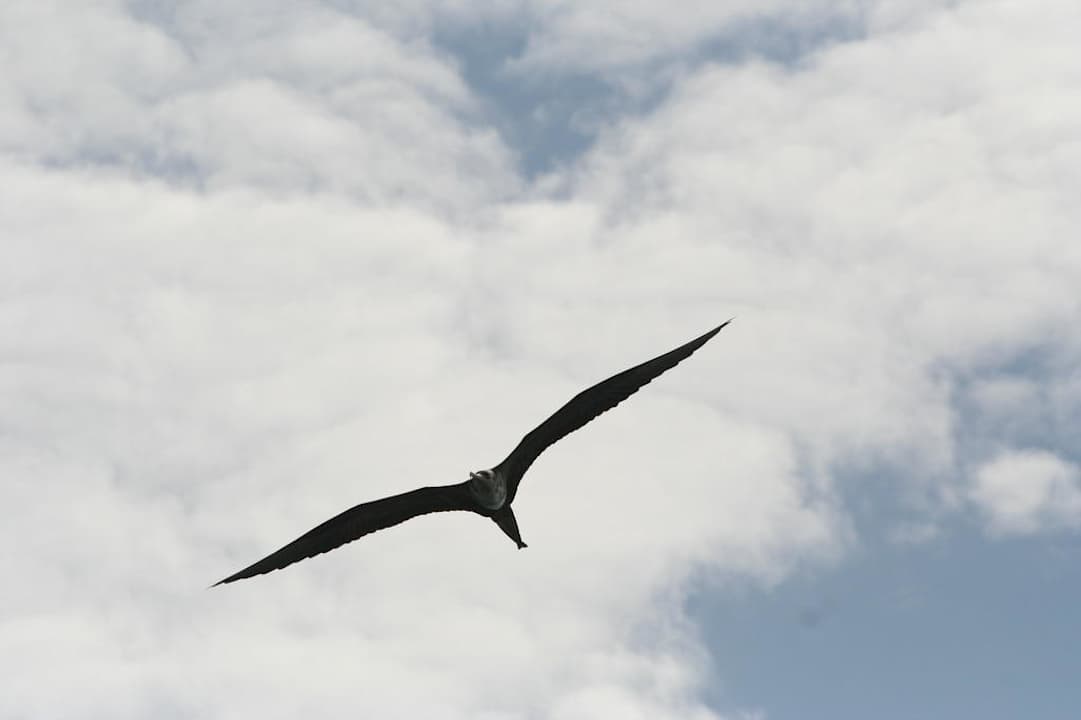 Fregattvogel Casa Acuario