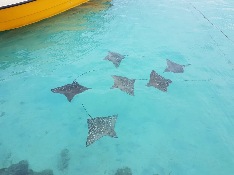 Adlerrochenfamilie Summer Island Maldives