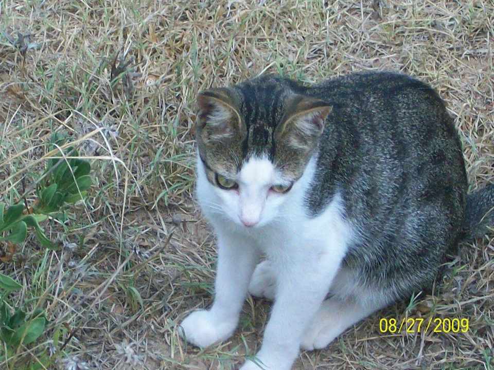 Es gab sehr viele Katzen! Hotel El Mouradi Cap Mahdia