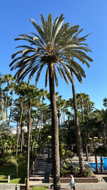 Gartenanlage Hotel Riu Palace Oasis