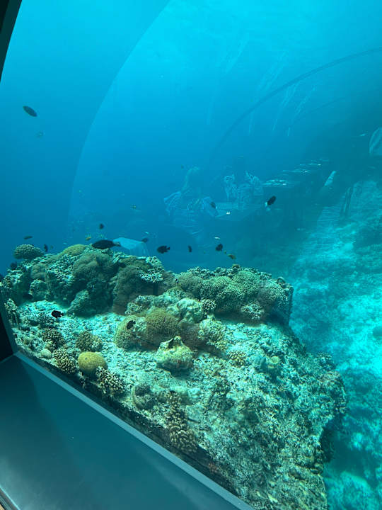 Gastro Jawakara Islands Maldives