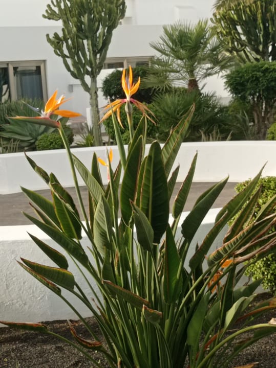 Gartenanlage Hotel Las Costas