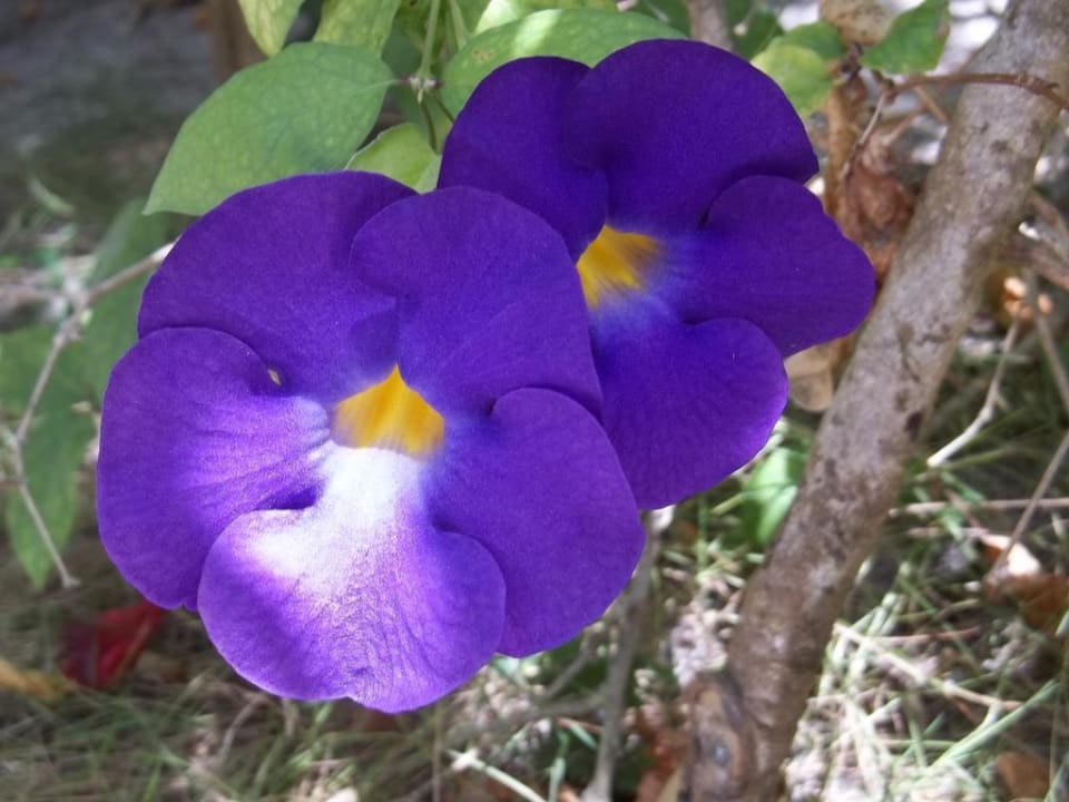 Wunderschöne Blumen Adaaran Select Hudhuran Fushi - Premium All Inclusive