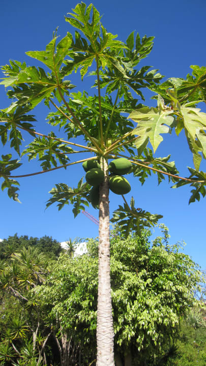 Gartenanlage TRH Taoro Garden