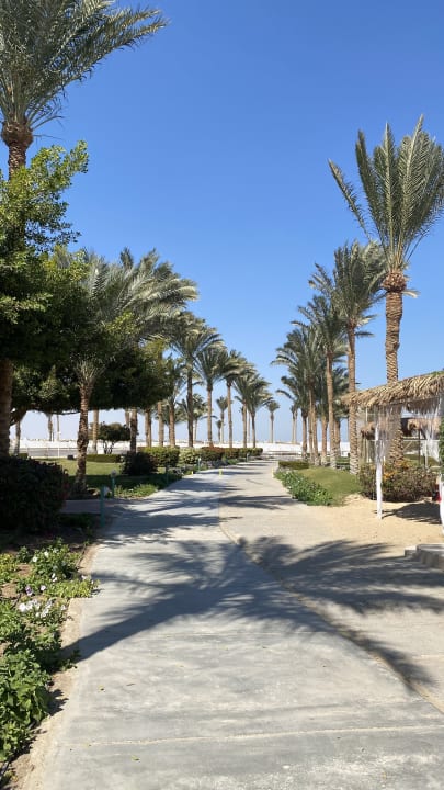 Gartenanlage Desert Rose