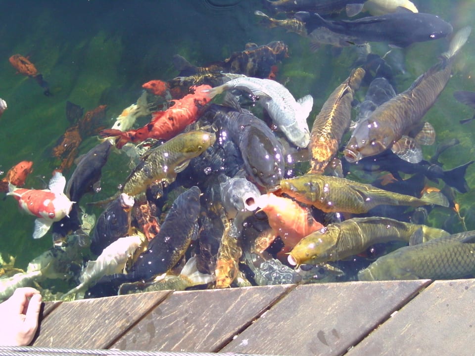 Fütterung der Raubtiere allsun Hotel Cristóbal Colón