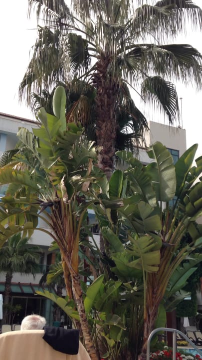 Gartenanlage Port Side Resort Hotel