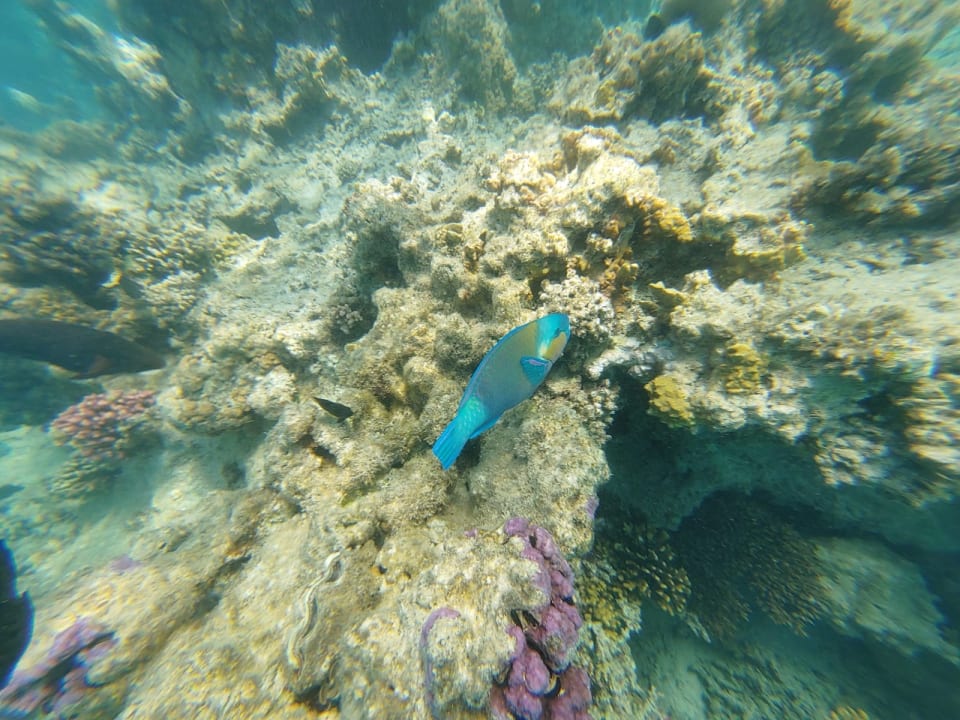 Strand Coral Beach Hurghada