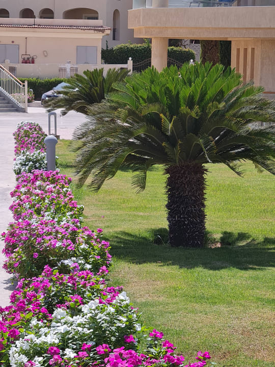 Gartenanlage Pickalbatros Royal Moderna Resort-Sharm El Sheikh
