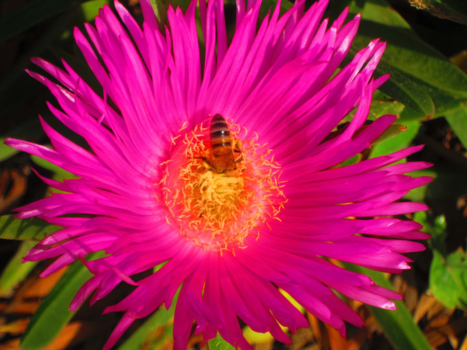 Gartenanlage Alba Queen Hotel