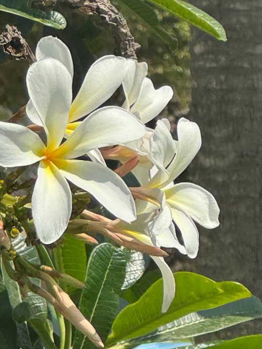 Gartenanlage Salalah Rotana Resort