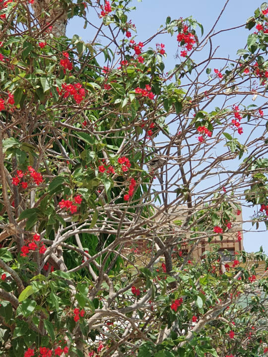 Gartenanlage Makadi Spa - Adults only