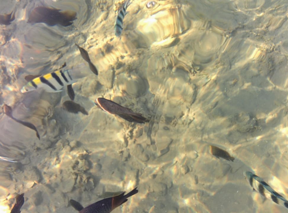 Klares Wasser und reichlich Fische Menaville Safaga