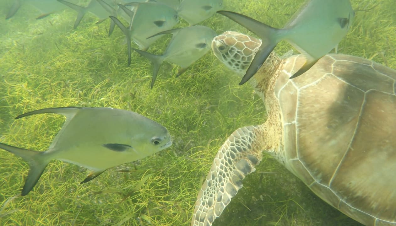 Strand Akumal Bay Beach & Wellness Resort