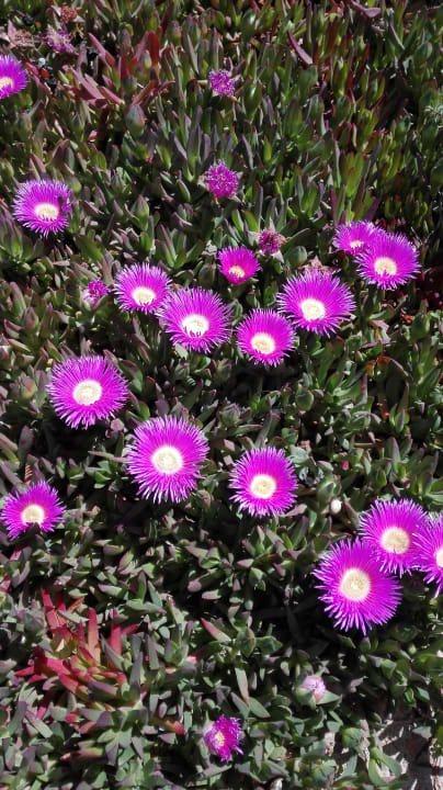 Gartenanlage allsun Hotel Pil-lari Playa