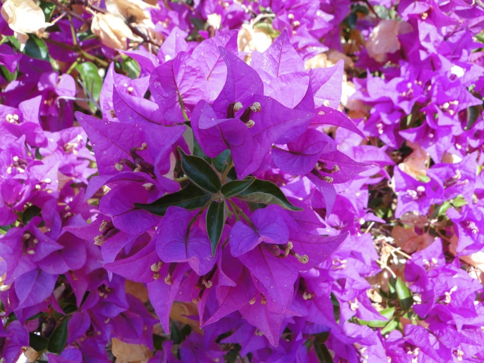 Hotel Grand Hotel Holiday Resort Grand Hotel Holiday Resort