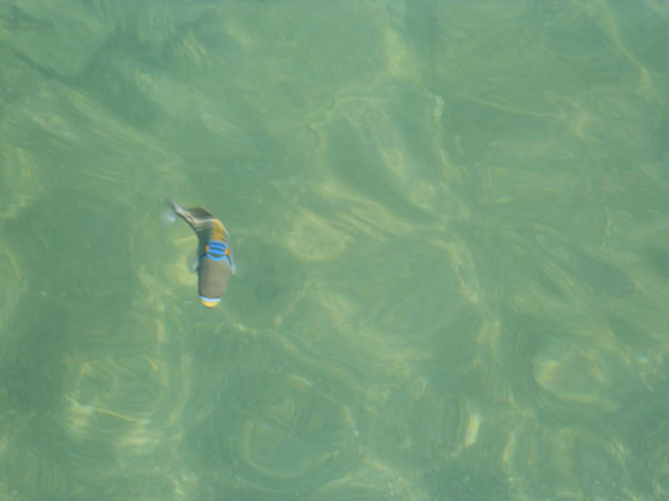 Fische in der Lagune Pickalbatros Dana Beach Resort - Hurghada