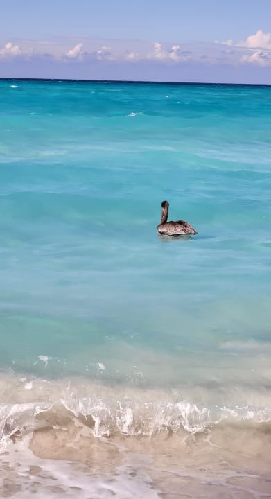 Strand Melia Las Antillas - Adults only