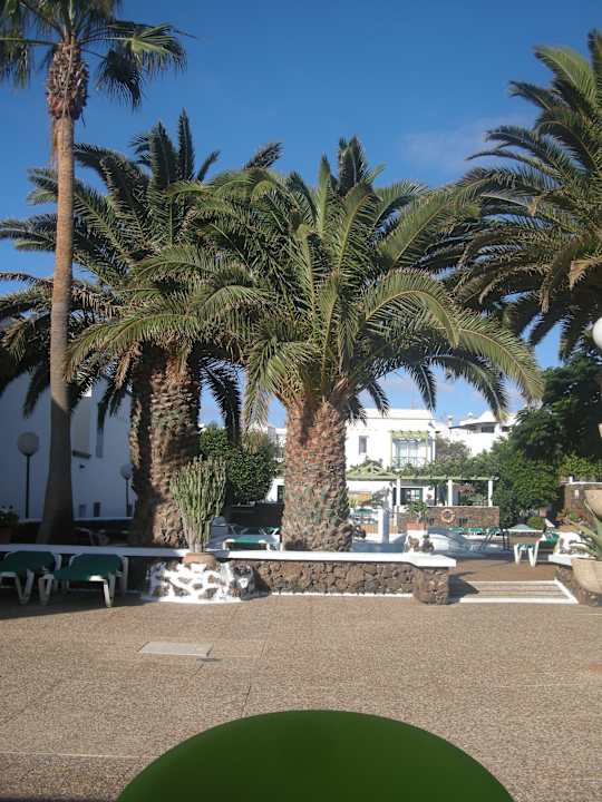 Pool mit Palmen Apartamentos Guacimeta