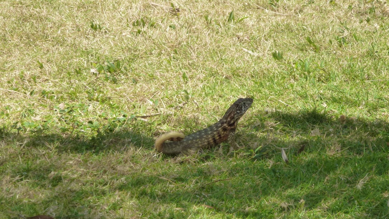 Niedlich Blau varadero - Adults only