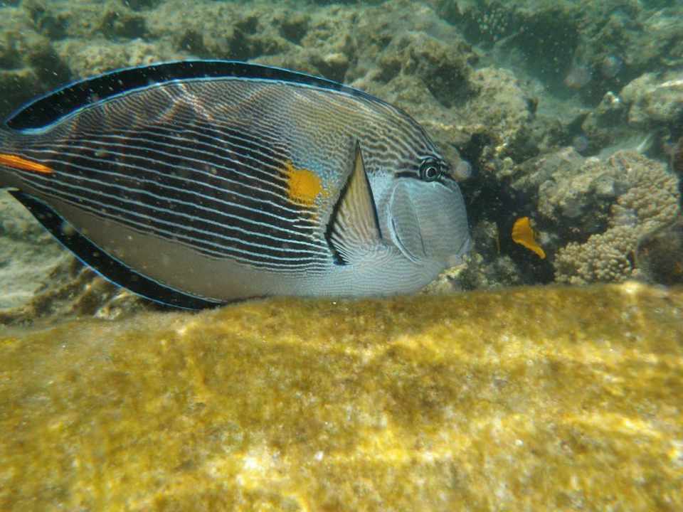 Rybki Sultan Gardens Resort