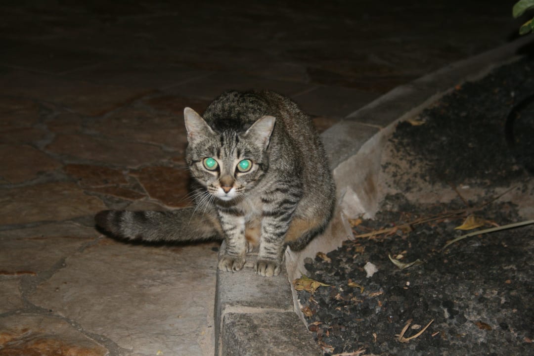 Haustiere SBH Costa Calma Beach Resort