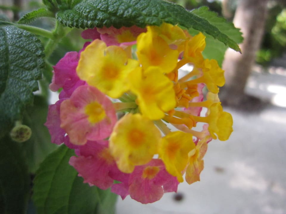 Eine von vielen tollen Blüten Summer Island Maldives