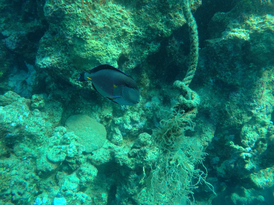 Strand Steigenberger Coraya Beach - Adults only