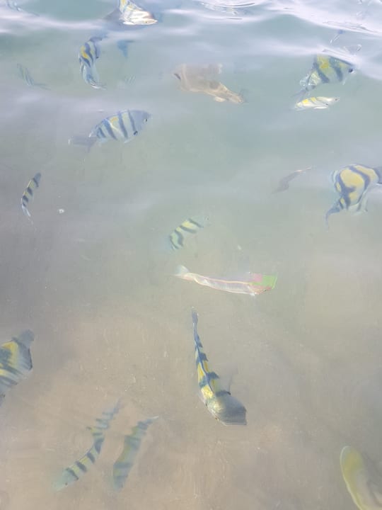 Strand Pickalbatros Citadel Resort