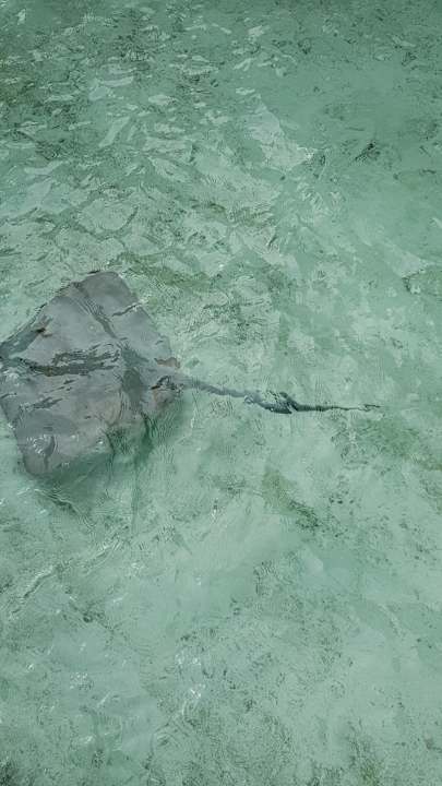 Rochen vom Steg der Wasservillen 300er Bereich Meeru Maldives Resort Island