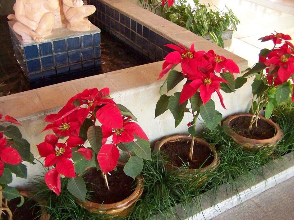 Es weihnachtet sehr Khao Lak Merlin Resort